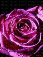 rose §mc - GIF animé gratuit