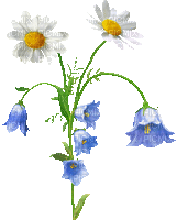 Animated.Flowers.Blue.White - By KittyKatLuv65 - Darmowy animowany GIF
