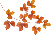 soave deco autumn leaves animated branch - Free animated GIF