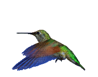 vogel - Бесплатный анимированный гифка