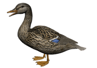 duck katrin - 無料png
