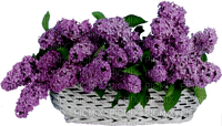Bloemen en planten - kostenlos png