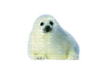 phoque - Free PNG