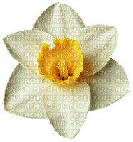daffodil Bb2 - gratis png