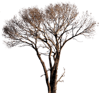 winter tree, sunshine3 - δωρεάν png