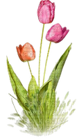 Tulpen, - zdarma png