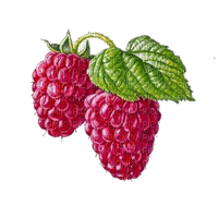 raspberries Bb2 - gratis png