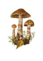 Pilze, Herbst - безплатен png