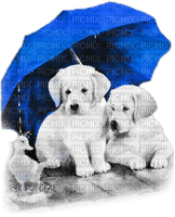 soave animals rain dog friends umbrella  autumn - darmowe png