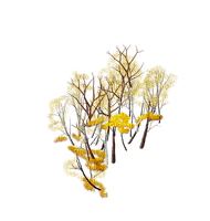 leaves fall autumn feuille forest - png gratis