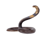 snakes bp - Free PNG