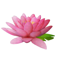 water lily - png ฟรี