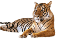 tigre - gratis png