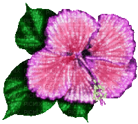 Animated.Flower.Pink.Purple - By KittyKatLuv65 - Gratis geanimeerde GIF