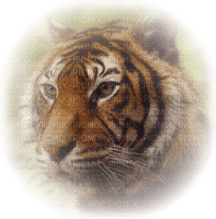 tube tigre - PNG gratuit