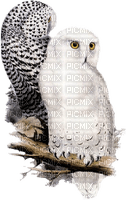 Kaz_Creations Owls Owl Birds Bird - Free PNG