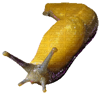 banana slug - 無料のアニメーション GIF