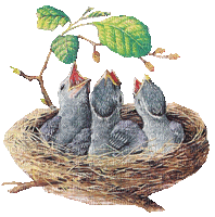 small birds-NitsaPap