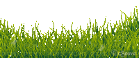soave deco spring border grass animated green - Free animated GIF