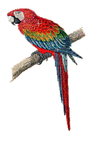 Papagaj - Besplatni animirani GIF