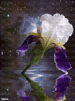 flower rippling water - 免费动画 GIF