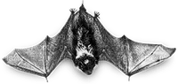 soave deco bat gothic halloween black white - besplatni png