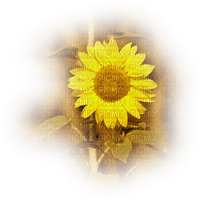 Sunflower - PNG gratuit