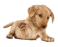 Dog Puppy Chien - Δωρεάν κινούμενο GIF
