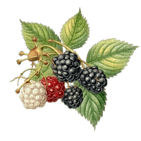 blackberries Bb2 - bezmaksas png