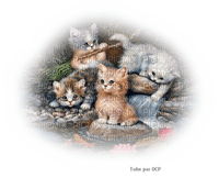 chatons adorables - png gratuito