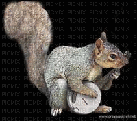 Squirrel bp - Бесплатный анимированный гифка