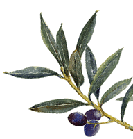 olives bp - Bezmaksas animēts GIF