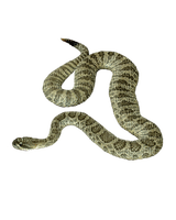 Kaz_Creations Snake - zadarmo png