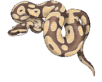 Tattoo Snake - GIF animé gratuit