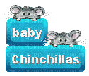 Baby chinchillas - Animovaný GIF zadarmo