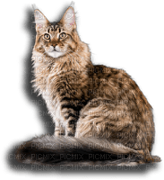 chat bengal - 免费PNG