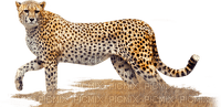 cheetah bp - png ฟรี