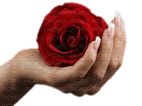 ruža, ruka - ücretsiz png