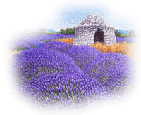 paysage  landscape-scenery-lavender field lavande-Blue DREAM 70 - png gratis