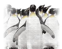 penguin9 - 免费PNG