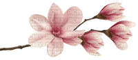 Magnolia rosada - PNG gratuit