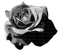 Fleur.Rose.Gris.Flower.gray.Victoriabea - PNG gratuit