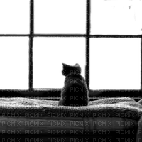 WINDOW CAT
