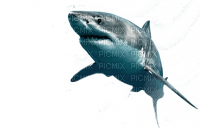 Shark - nemokama png