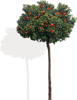 Arbre / Fruitier - nemokama png