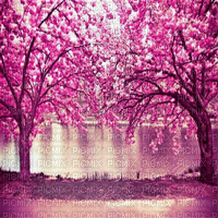 Rena Kirschbäume pink Hintergrund - png gratis