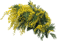 Flowers yellow bp - nemokama png