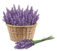 lavender  Bb2 - PNG gratuit