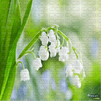 first mai lily of the valley muguet