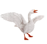 Nina duck - GIF animasi gratis